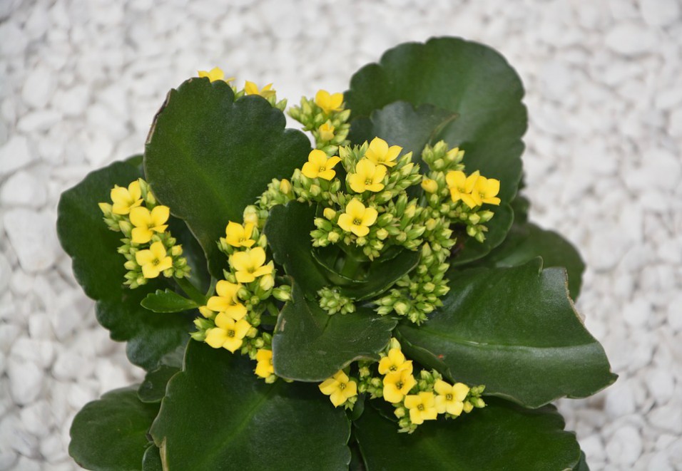 kalanchoe