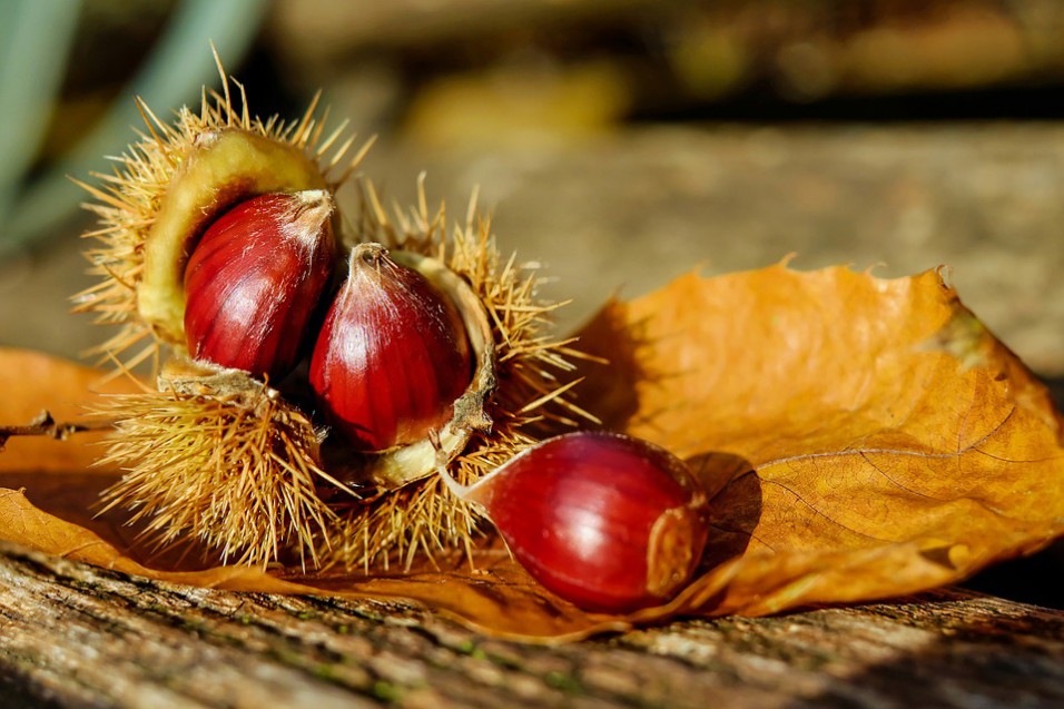 festa d'autunno