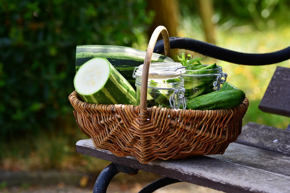 zucchini coltivazione