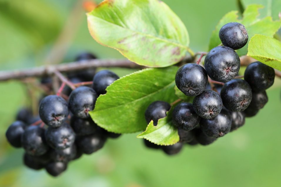 bacche-di-aronia